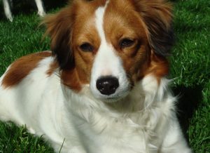 Разновидность спаниеля нидерландский коикерхондье: подружимся с питомцем