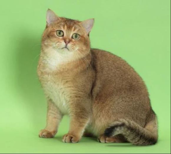 Разнообразие окрасов табби у кошек шотландской и других пород: как не ошибиться с выбором?