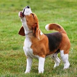 Стоимость бигаля