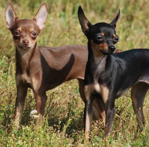 Главные признаки наступления течки у Той Терьера: сколько длится и что делать?