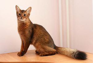 Длинношерстная абиссинская или сомалийская (сомали): особенность характера