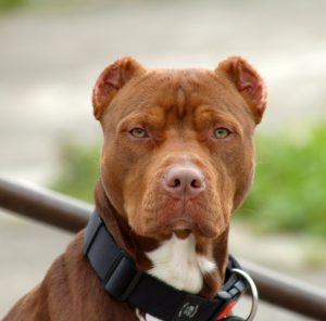 Азартная и волевая порода Питбультерьер (Питбуль): характеристика, сколько стоит?