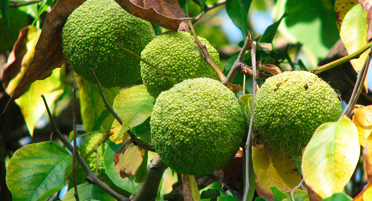 Состав маклюры Состав маклюры