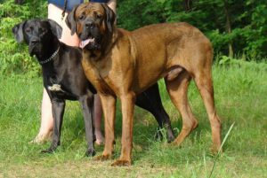 Японская бойцовская порода тоса ину: собака с агрессивным характером