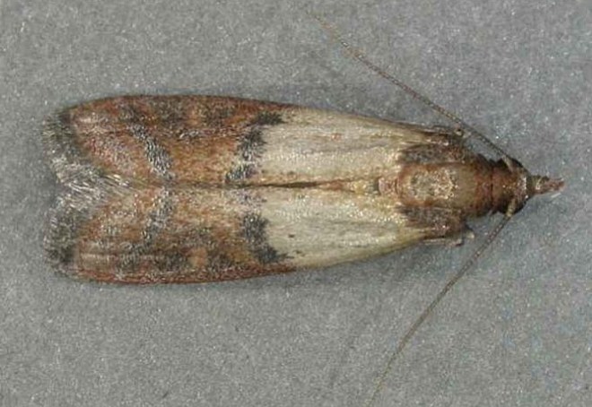 платяная моль