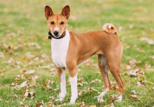 Африканская собака басенджи, которая не лает: особенности характера питомца