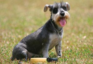 миттельшнауцер на траве