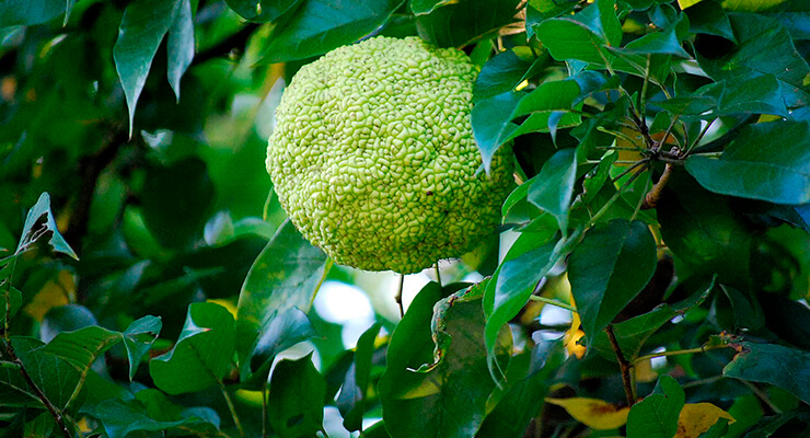 Адамово яблоко – что такое? Адамово яблоко – что такое?