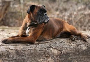 немецкий боксер лежит