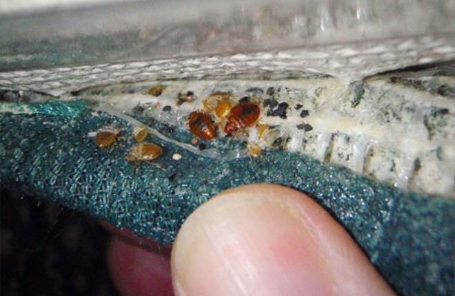 клоп в диване