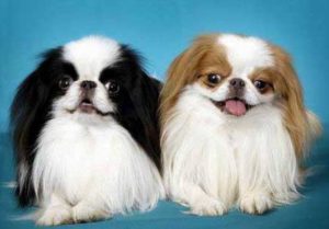 Аристократичный вечный малыш японский хин: особенности характера питомца