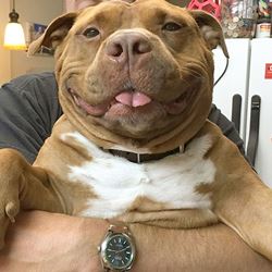 Сколько живет питбуль