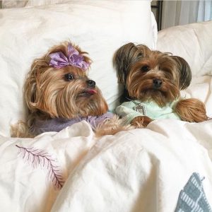 Обаятельный и жизнерадостный питомец Йоркширский терьер: характеристика породы и сколько живут?