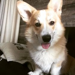 Описание породы корги флаффи