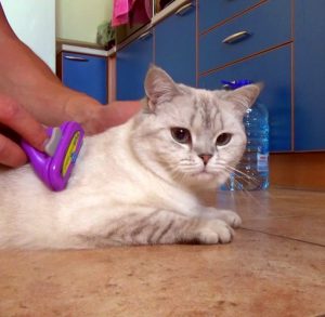 Милые и преданные Шотландские вислоухие котята: уход и питание, характер породы