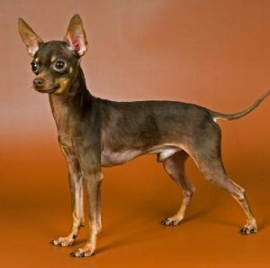 Золотые правила содержания и ухода за Той терьером чем кормить щенка и как воспитывать?