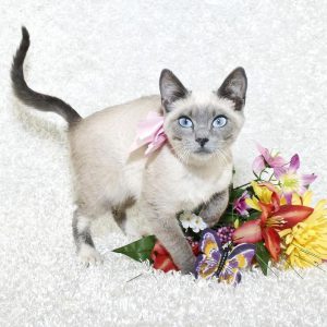 Топ лучших и уникальных имен для Сиамского кота и кошки: как назвать домашнего любимца?