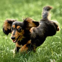 Прогулки с таксой