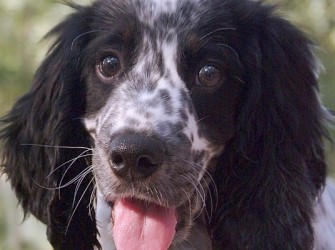 Содержание и уход