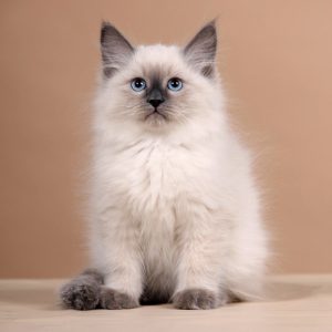 Приспособленные к любым условиям кошки Сибирский колор пойнт: описание и история породы