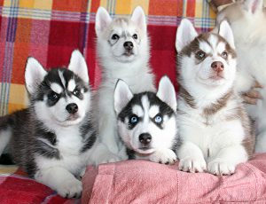 Распространенные и редкие окрасы собаки хаски