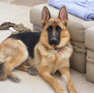 Все о породе собак Немецкая овчарка: когда у нее встают уши и во сколько месяцев их поставить?