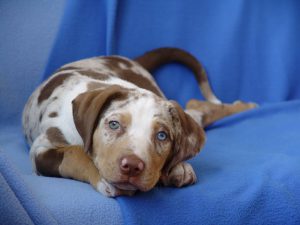 Порода луизианская леопардовая катахулы: питомец с происхождение от рыжих волков