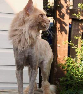 Необходимость стрижки мейн куна: аргументы за и против. Особенности ухода за шерстью