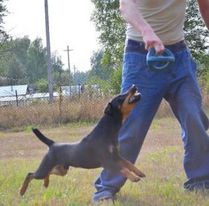 Универсальная охотничья собака из Германии Ягдтерьер: описание и характеристика породы