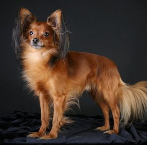 Суетливая и привлекательная собачка Московский Той Терьер длинношерстный: описание и характер породы