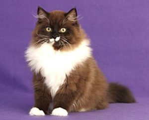 Порода рагамаффин с длинной густой шерстью: гостья из США