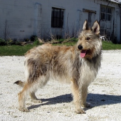 Описание породы овчарки