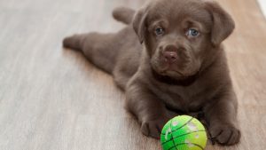 Рекомендации по выбору щенка лабрадора и его стоимость