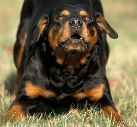 В каком возрасте собака считается взрослым