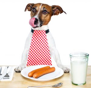 Охотничий шустрик из Британии все о Джек Рассел терьерах: сколько живут и стоят?