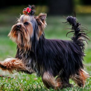 Обаятельный и жизнерадостный питомец Йоркширский терьер: характеристика породы и сколько живут?