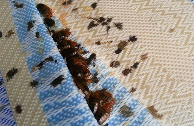 много клопов