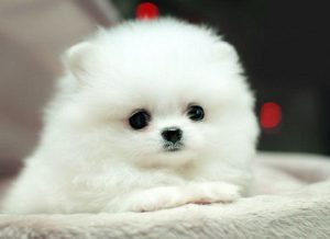 Декоративный шпиц: рекомендации по уходу за вечным ребенком