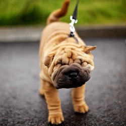 Как выбрать сухой корм шарпею