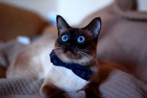 Характер тайской кошки, особенности породы, разновидности окрасов