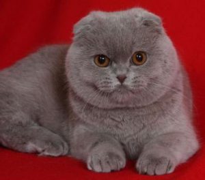 Параметры котят и взрослых кошек шотландской вислоухой породы: средний вес и рост