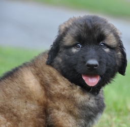 Характер собаки