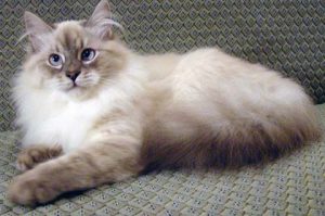 Коты породы невская маскарадная: отличительные черты характера