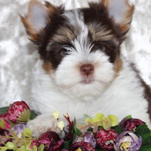 Декоративная порода с длинной прямой шерстью Биро йорк: описание и характеристика