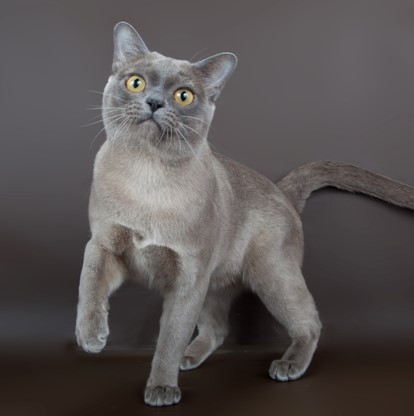 Разнообразие редких и стандартных окрасов бурманской кошки