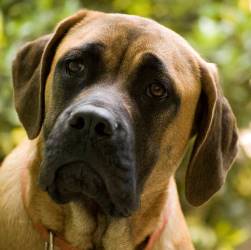 американский мастиф