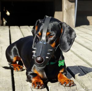 Важные правила выбора ошейника и намордника для Таксы: отзывы и цена