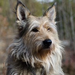 история происхождения собаки