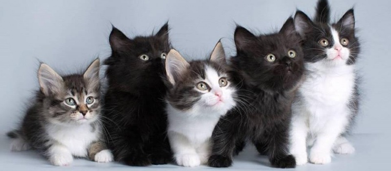 Самые впечатляющие и уникальные окрасы Сибирской кошки: описание породы