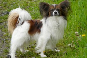 Забавный французский папильон (папийон): описание собак с роскошным окрасом